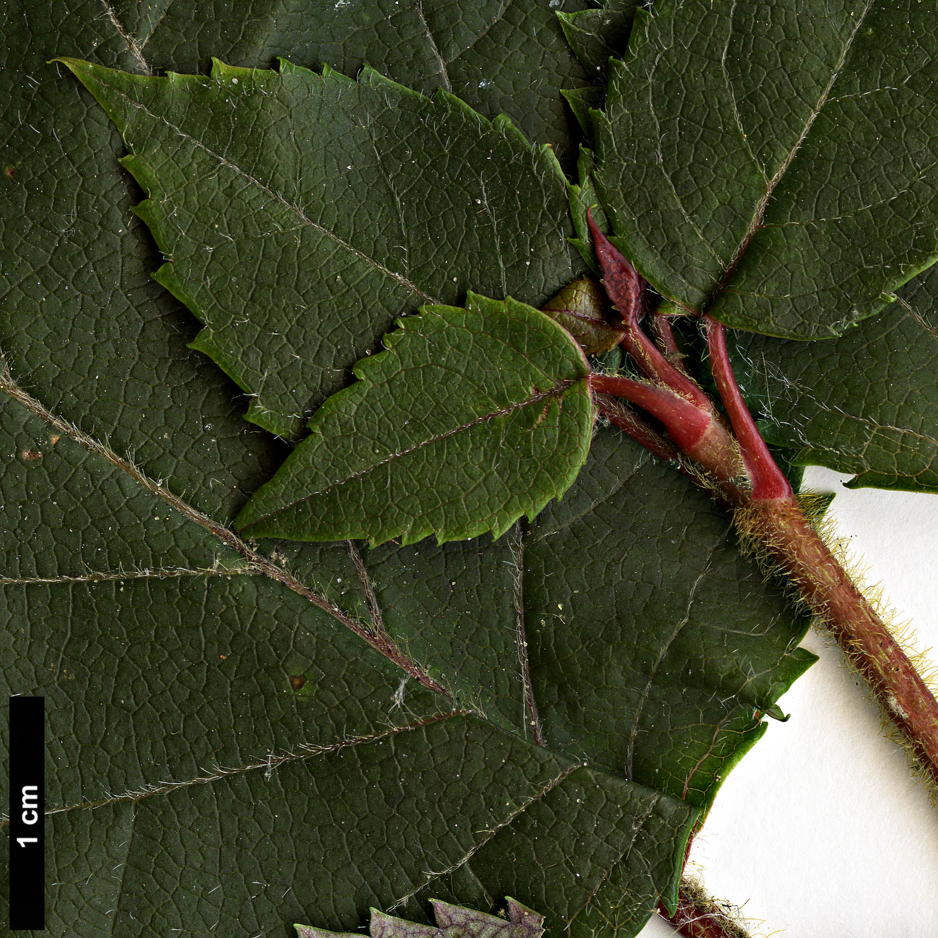 High resolution image: Family: Hydrangeaceae - Genus: Hydrangea - Taxon: anomala - SpeciesSub: subsp. petiolaris